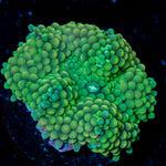 Green Ricordea mushroom soft coral in vibrant green, ideal in reef aquarium