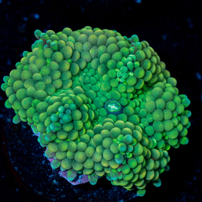 Green Ricordea Mushroom Coral
