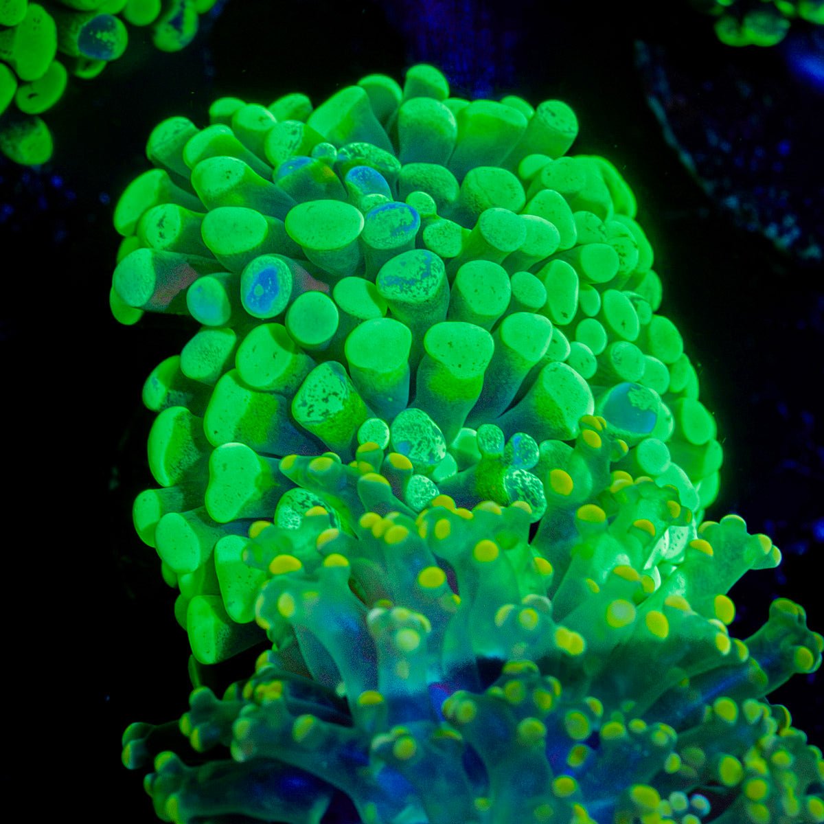 Green Splatter Hammer Coral with branching fleshy heads in reef aquarium