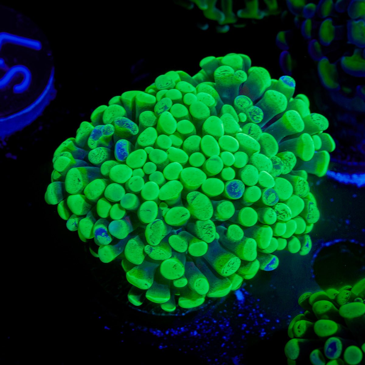 Green Splatter Hammer Coral with branching fleshy heads in reef aquarium