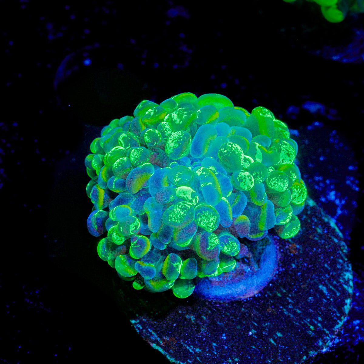 Green Splatter Hammer Coral with branching fleshy heads in reef aquarium