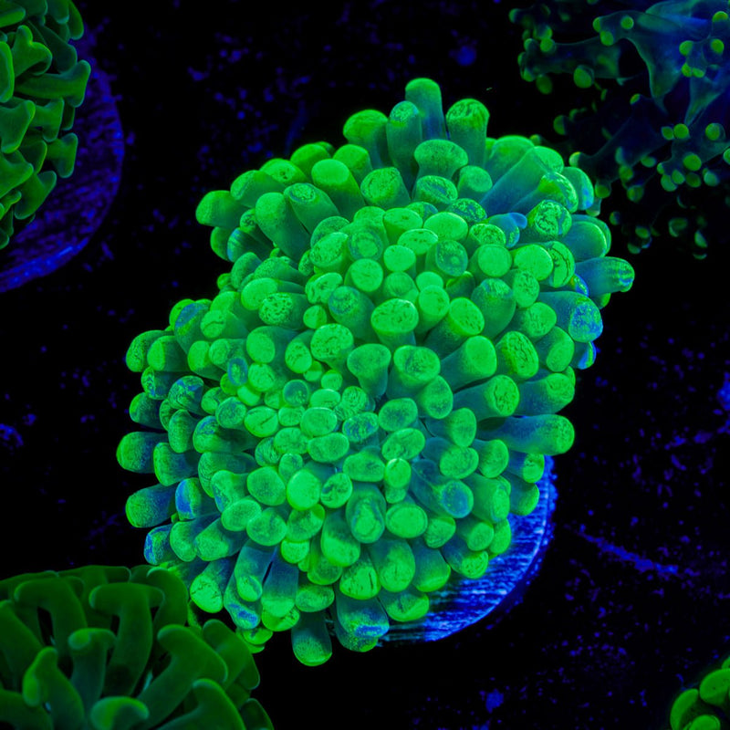 Green Splatter Hammer Coral with branching fleshy heads in reef aquarium