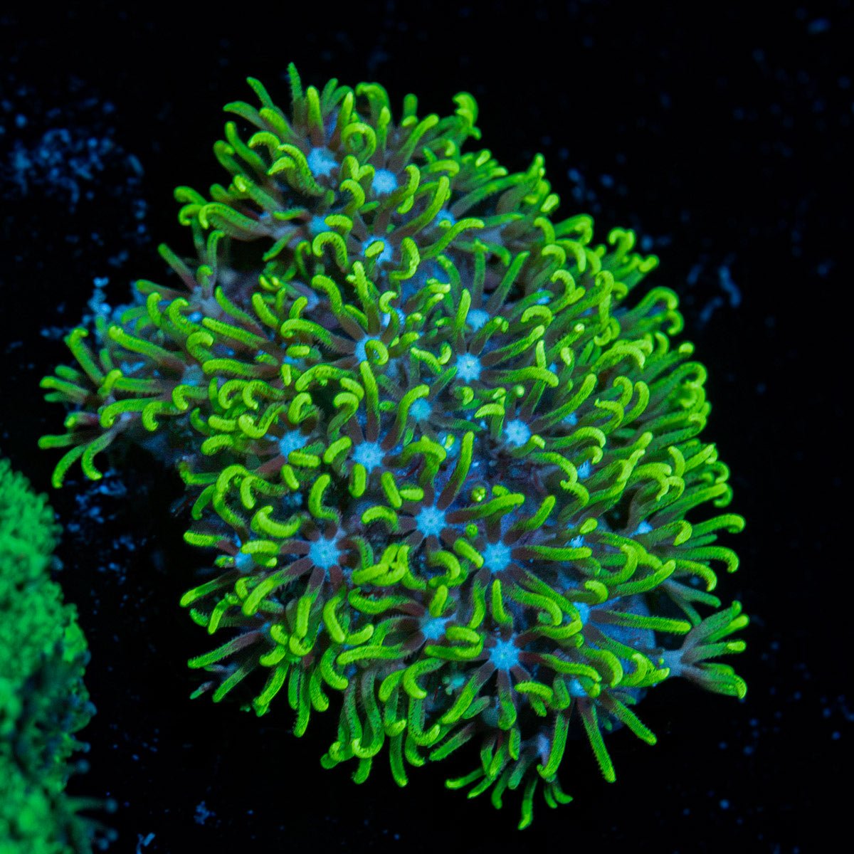 Green Star Polyp coral with encrusting growth in reef aquarium