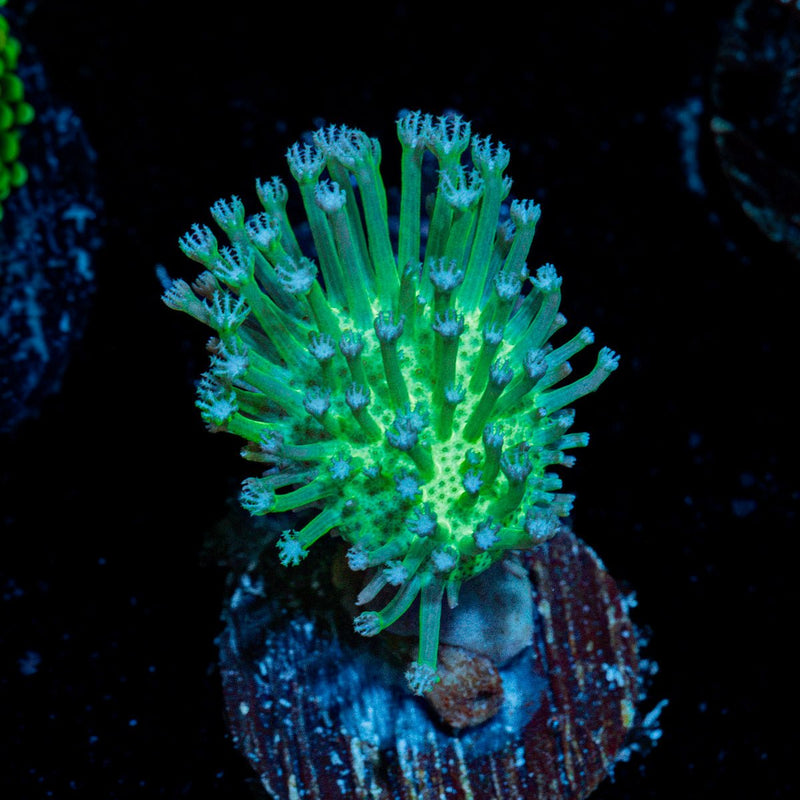 Green Toadstool Leather Coral with soft coral mushroom disc in reef aquarium