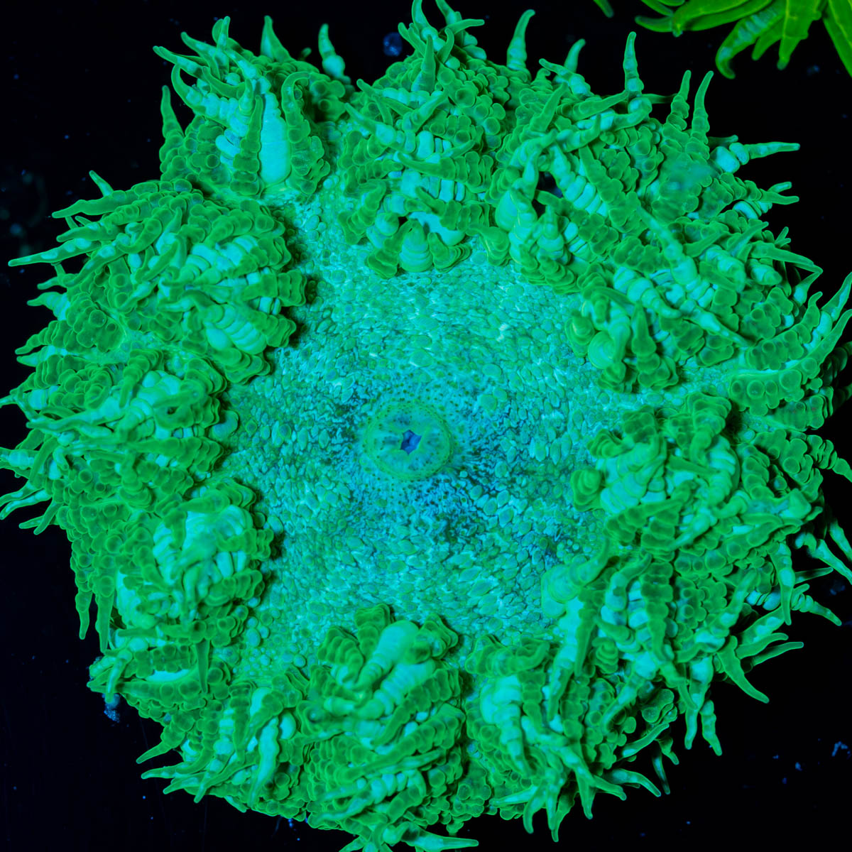 Close-up of a green rock flower anemone against a black background