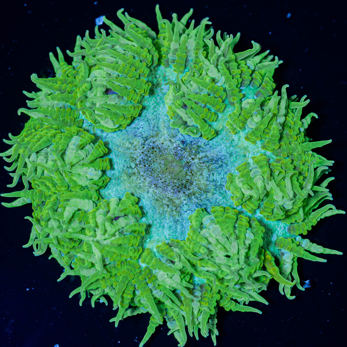 Close-up of a green rock flower anemone on a black background
