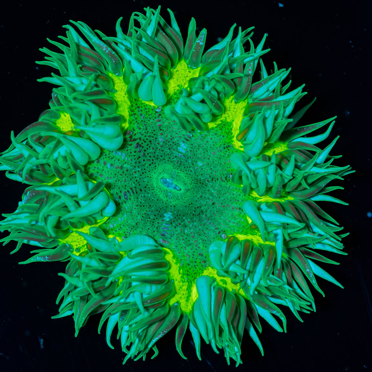 Close-up of a green rock flower anemone on a black background