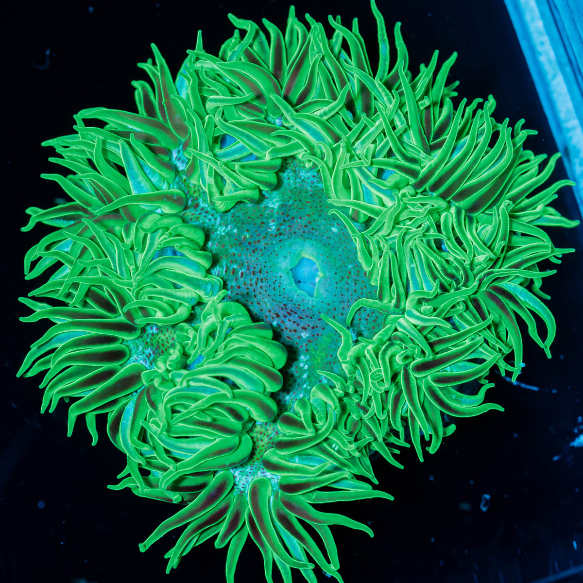 Close-up of a green rock flower anemone on a black background