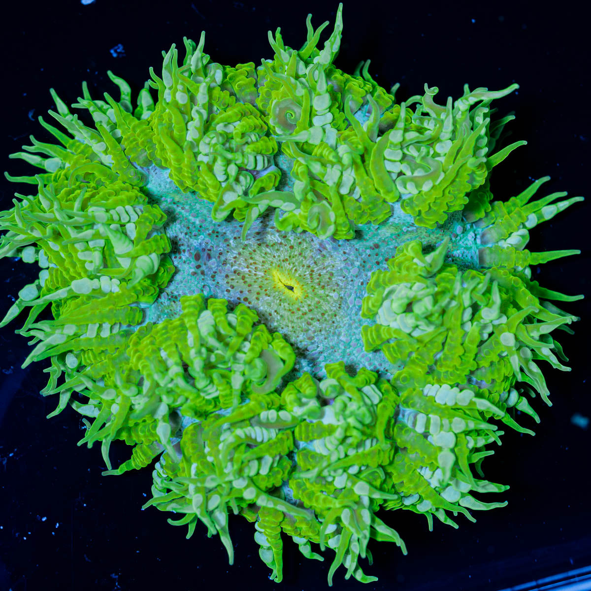 Close-up of a green rock flower anemone on a black background
