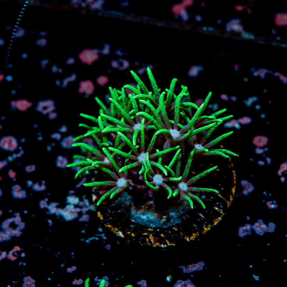 Green Star Polyps - Beginner Soft Coral