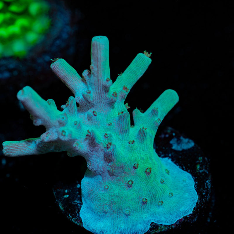 Grogu Acropora Coral