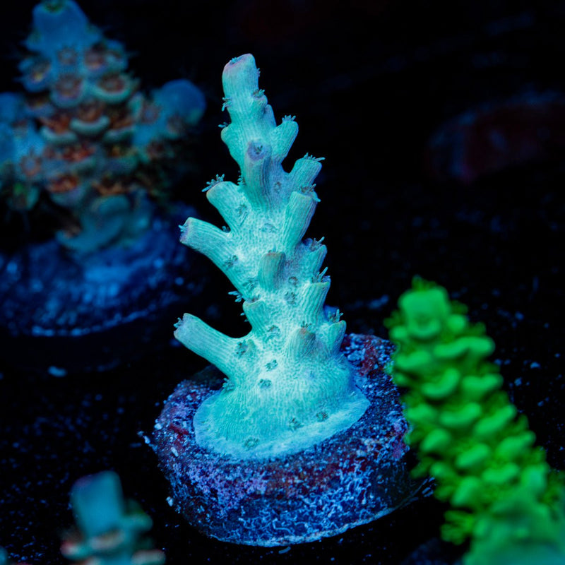 Grogu Acropora Coral