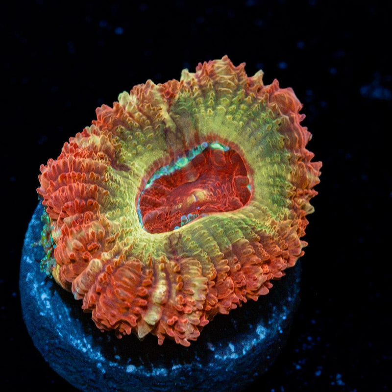 Hades Asian Acan Coral with fleshy polyps in reef aquarium