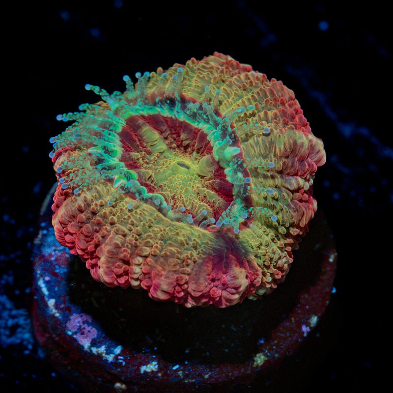 Hades Ego acan coral with fleshy polyps in reef aquarium