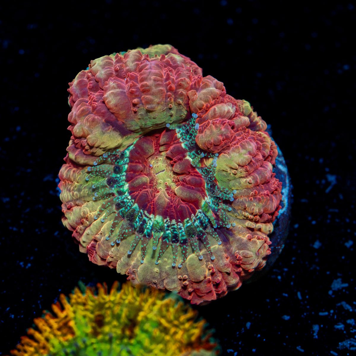 Hades Ego Acan Coral with fleshy polyps in reef aquarium
