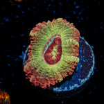 Hades Ego Acan Coral with fleshy polyps in reef aquarium