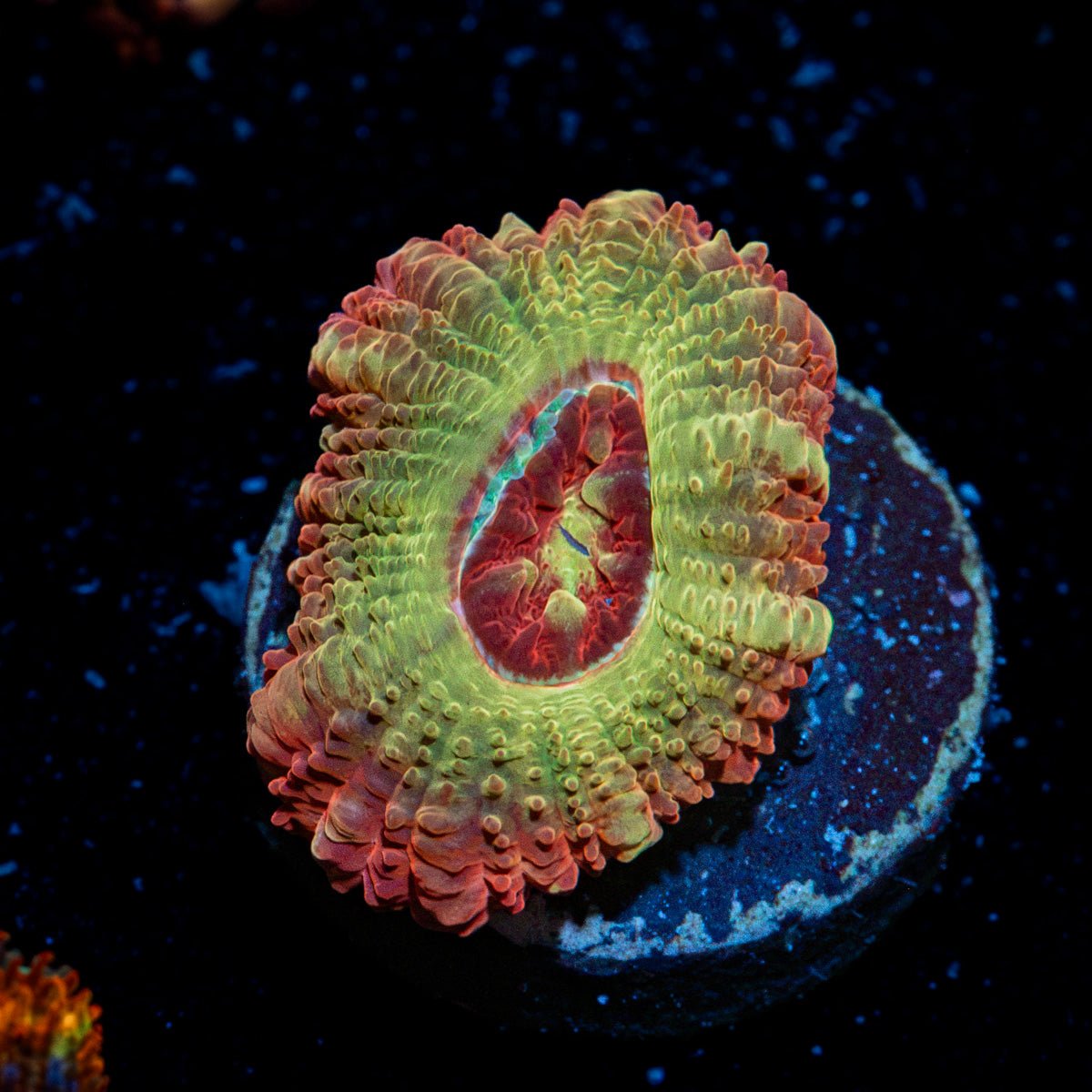Hades Ego Acan Coral with fleshy polyps in reef aquarium