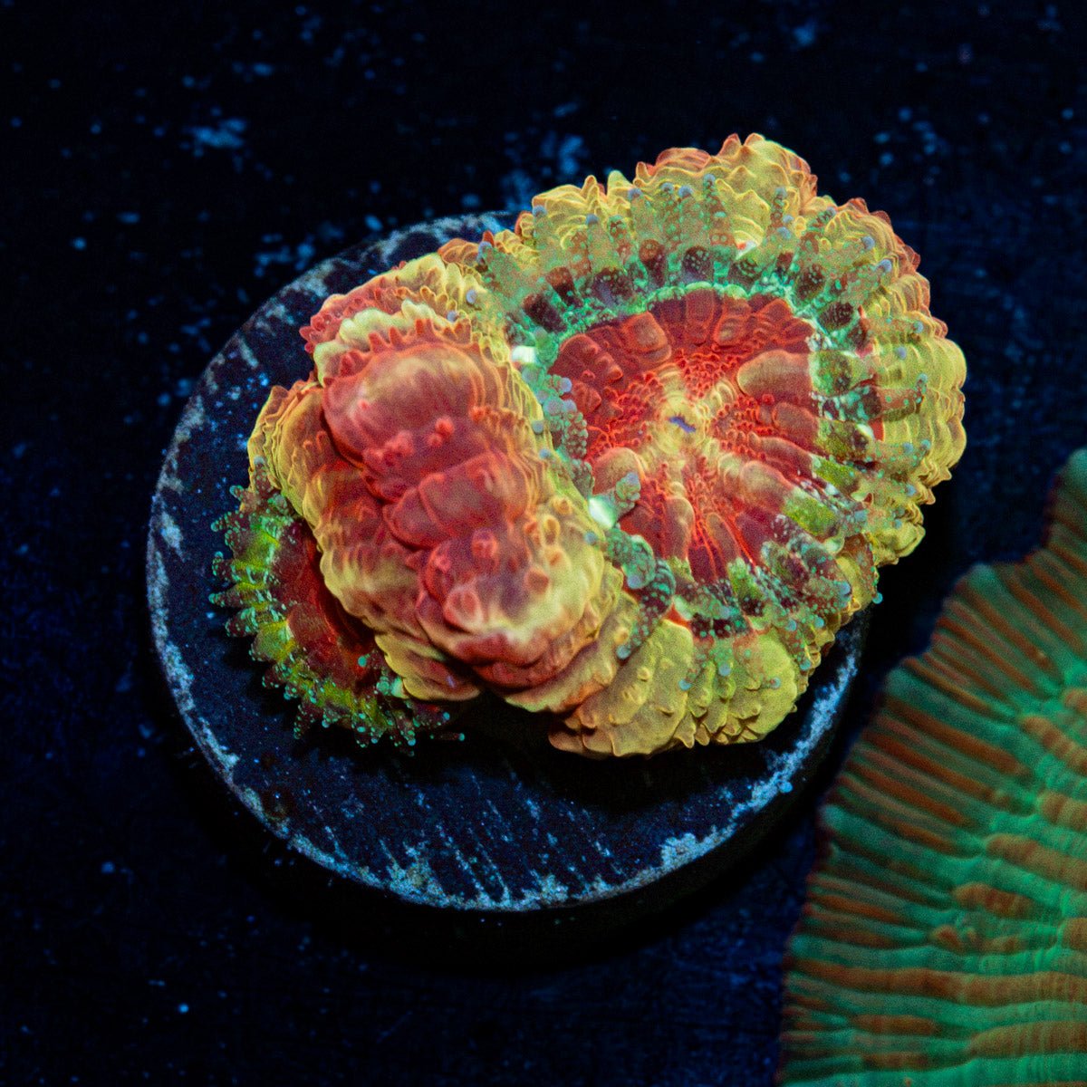 Hades Ego Asian Acan Coral with fleshy polyps in reef aquarium