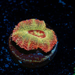 Hades Ego asian acan coral with fleshy polyps in reef aquarium