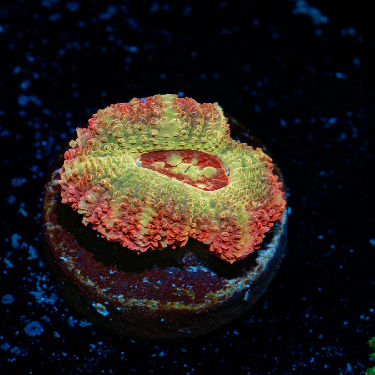 Hades Ego asian acan coral with fleshy polyps in reef aquarium