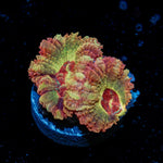 Hades Ego Asian Acan Coral with fleshy polyps in reef aquarium