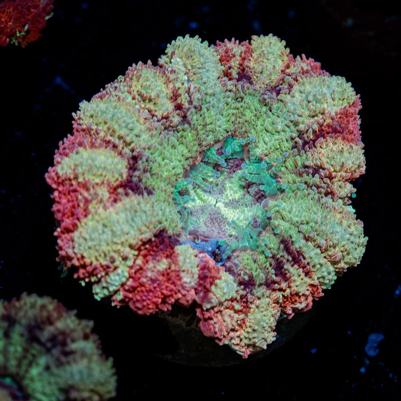 Hawk Eye Asian Acan Coral with fleshy polyps in reef aquarium