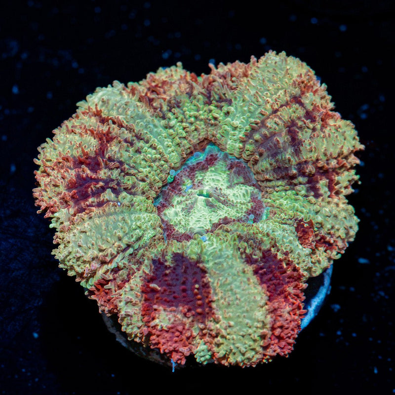 Hawk Eye Asian Acan coral with fleshy polyps in reef aquarium