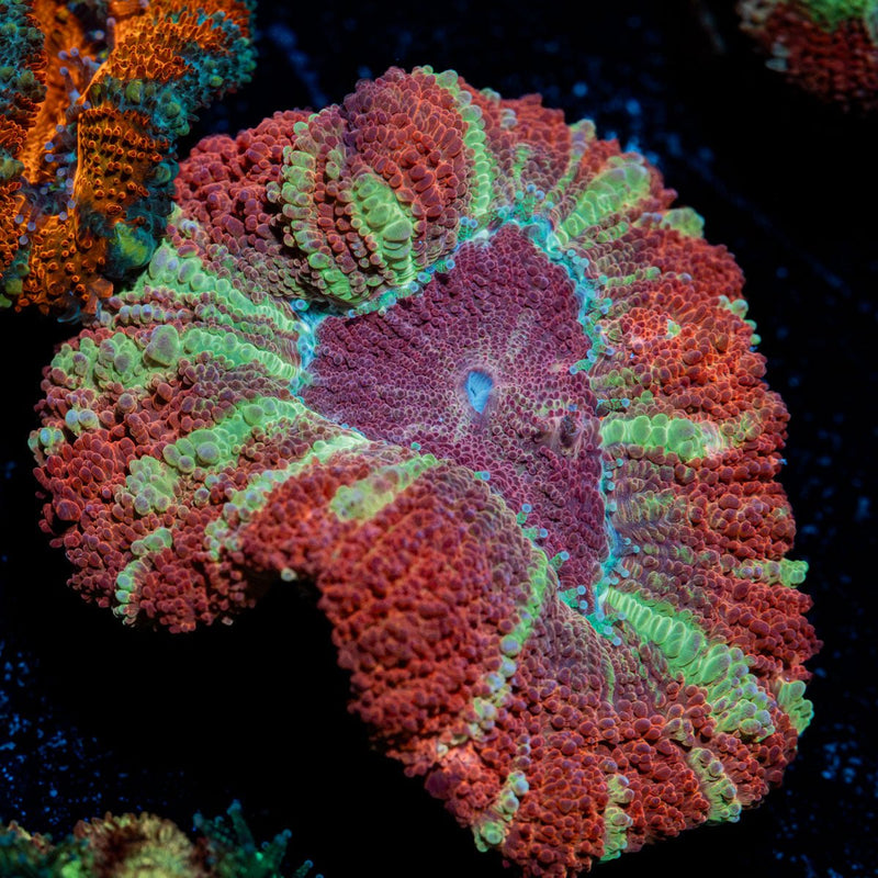 Hawk Eye Asian Acan with fleshy polyps in reef aquarium