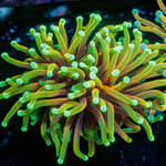 Hellfire Torch Euphyllia Coral with flowing tentacles in reef aquarium