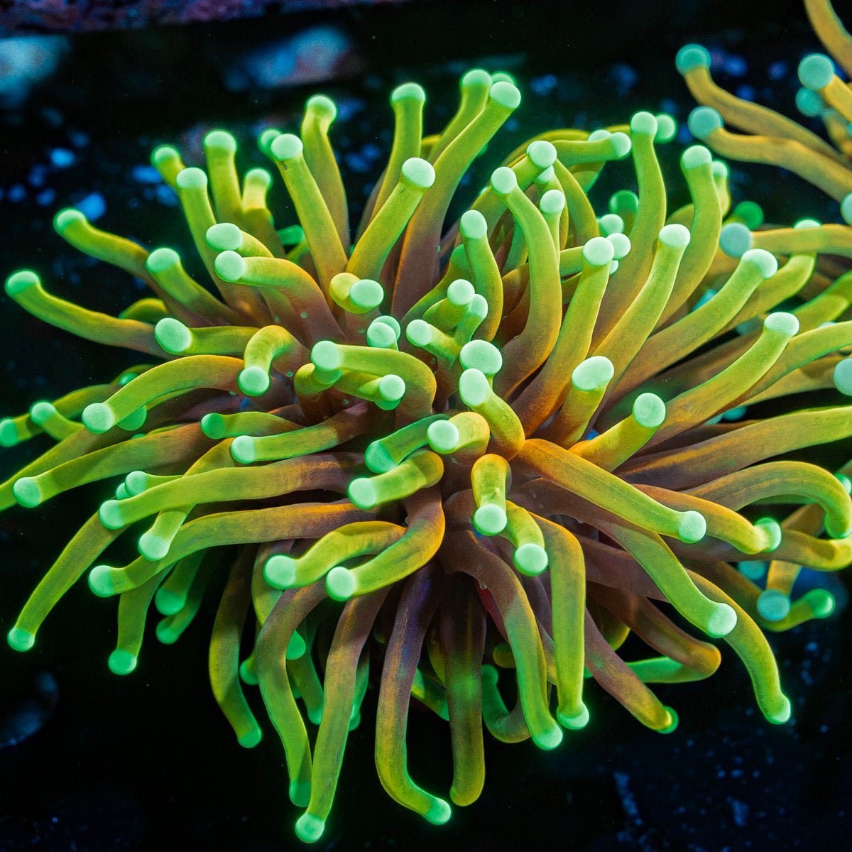 Hellfire Torch Euphyllia Coral with flowing tentacles in reef aquarium