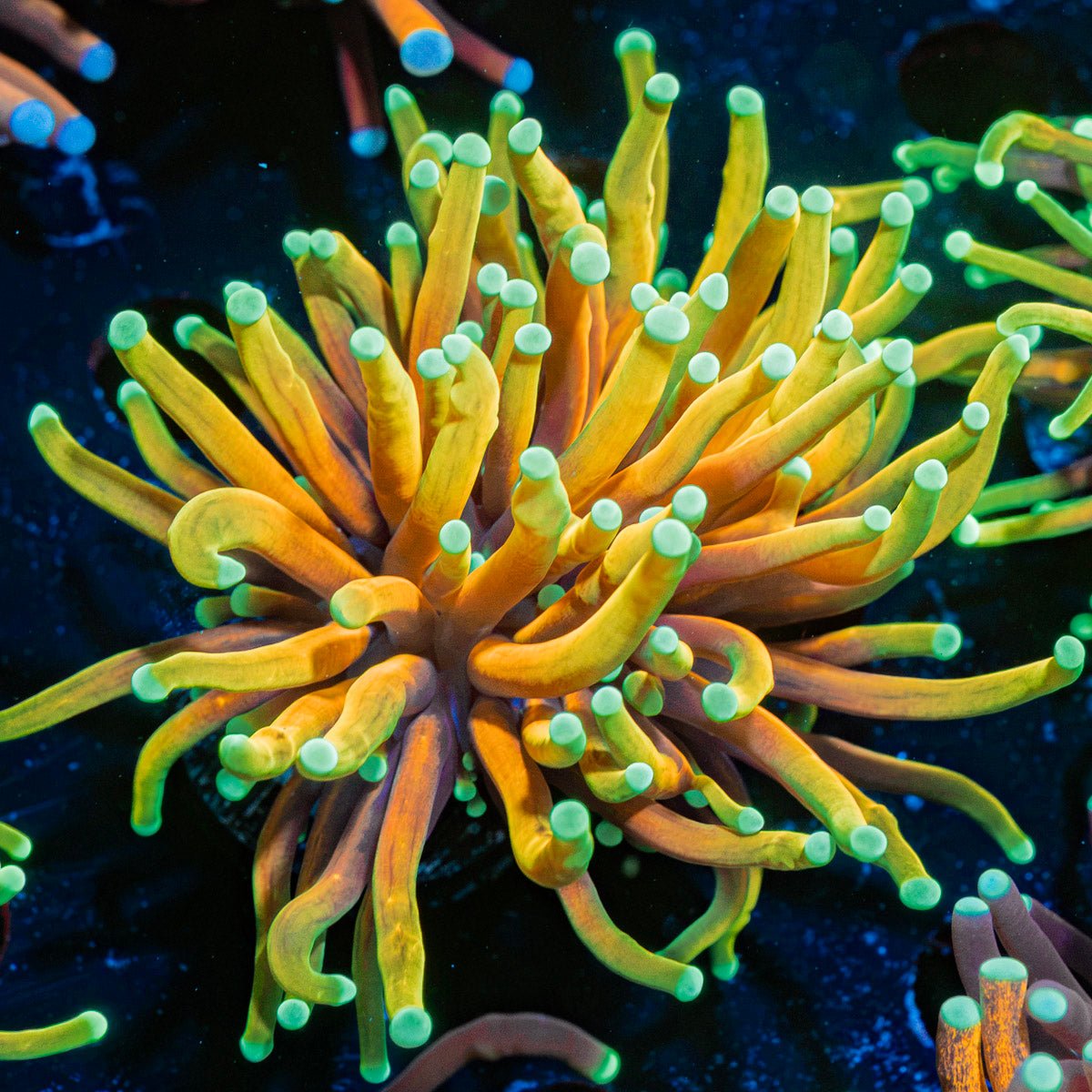 Hellfire Torch Euphyllia Coral with flowing tentacles in reef aquarium