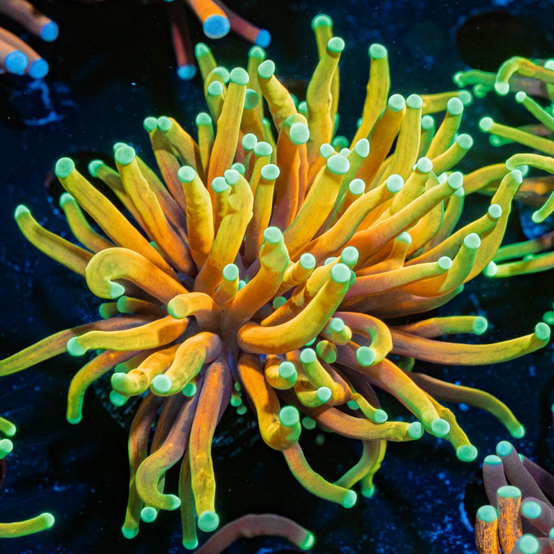Hellfire Torch Euphyllia Coral with flowing tentacles in reef aquarium