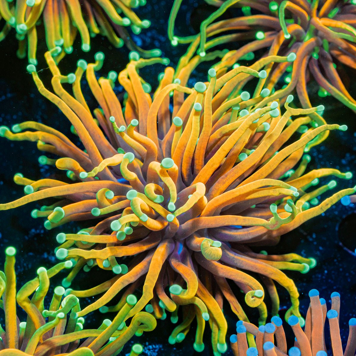 Hellfire Torch Euphyllia Coral with flowing tentacles in reef aquarium