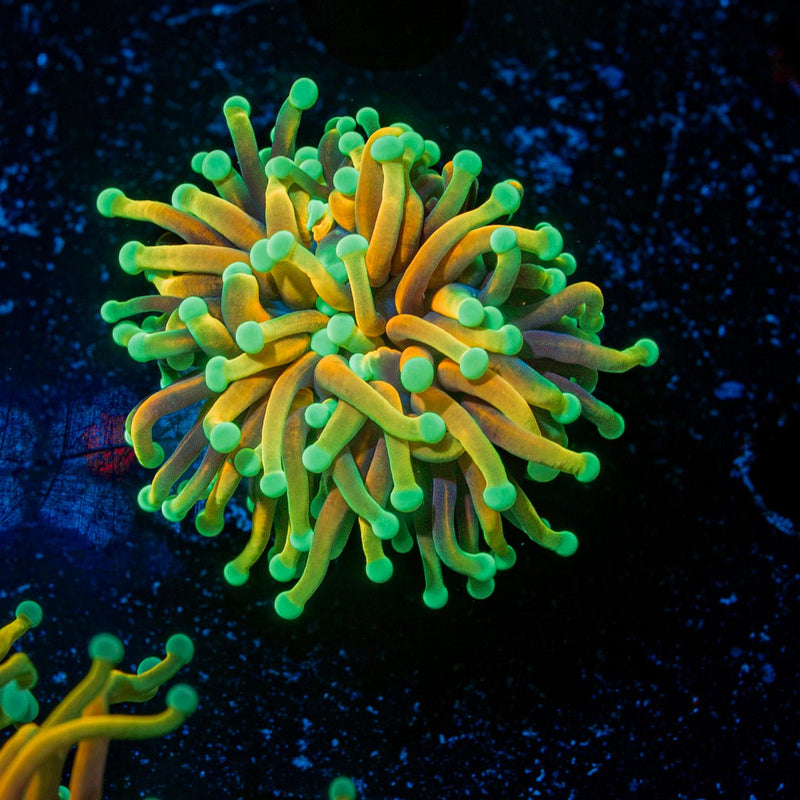 Hellfire Torch Euphyllia Coral with flowing tentacles in reef aquarium