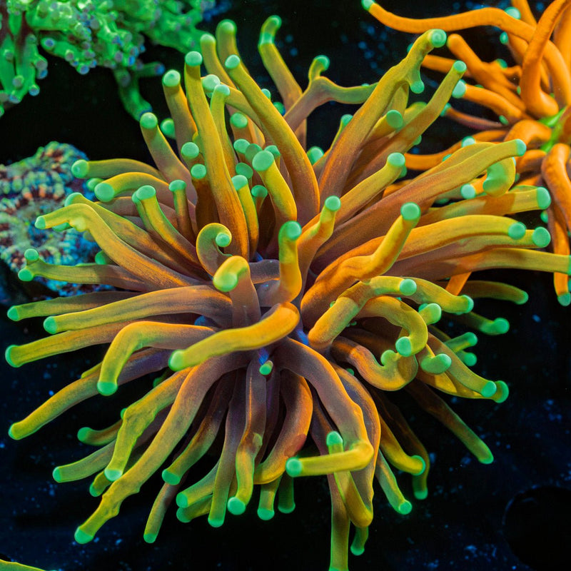 Hellfire Torch Euphyllia Coral with flowing tentacles in reef aquarium