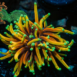 Hellfire Torch Euphyllia Coral with flowing tentacles in reef aquarium