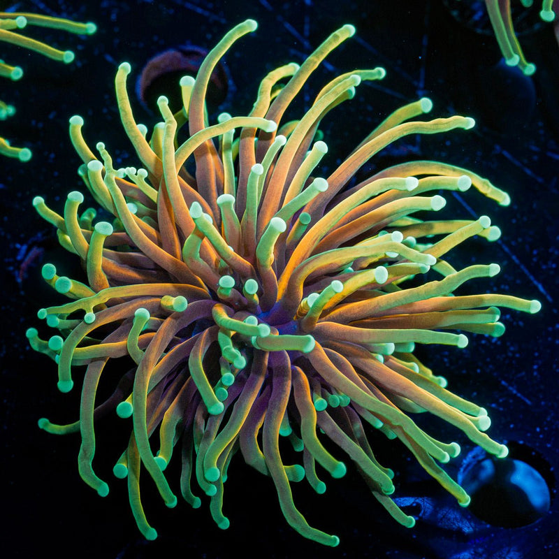 Hellfire Torch Euphyllia Coral with flowing tentacles in reef aquarium