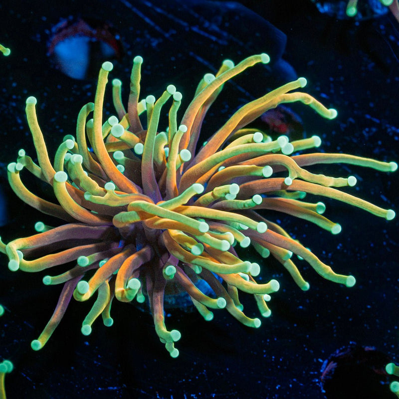 Hellfire Torch Euphyllia Coral with flowing tentacles in reef aquarium