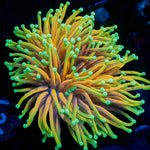 Hellfire Torch Euphyllia Coral with flowing tentacles in reef aquarium