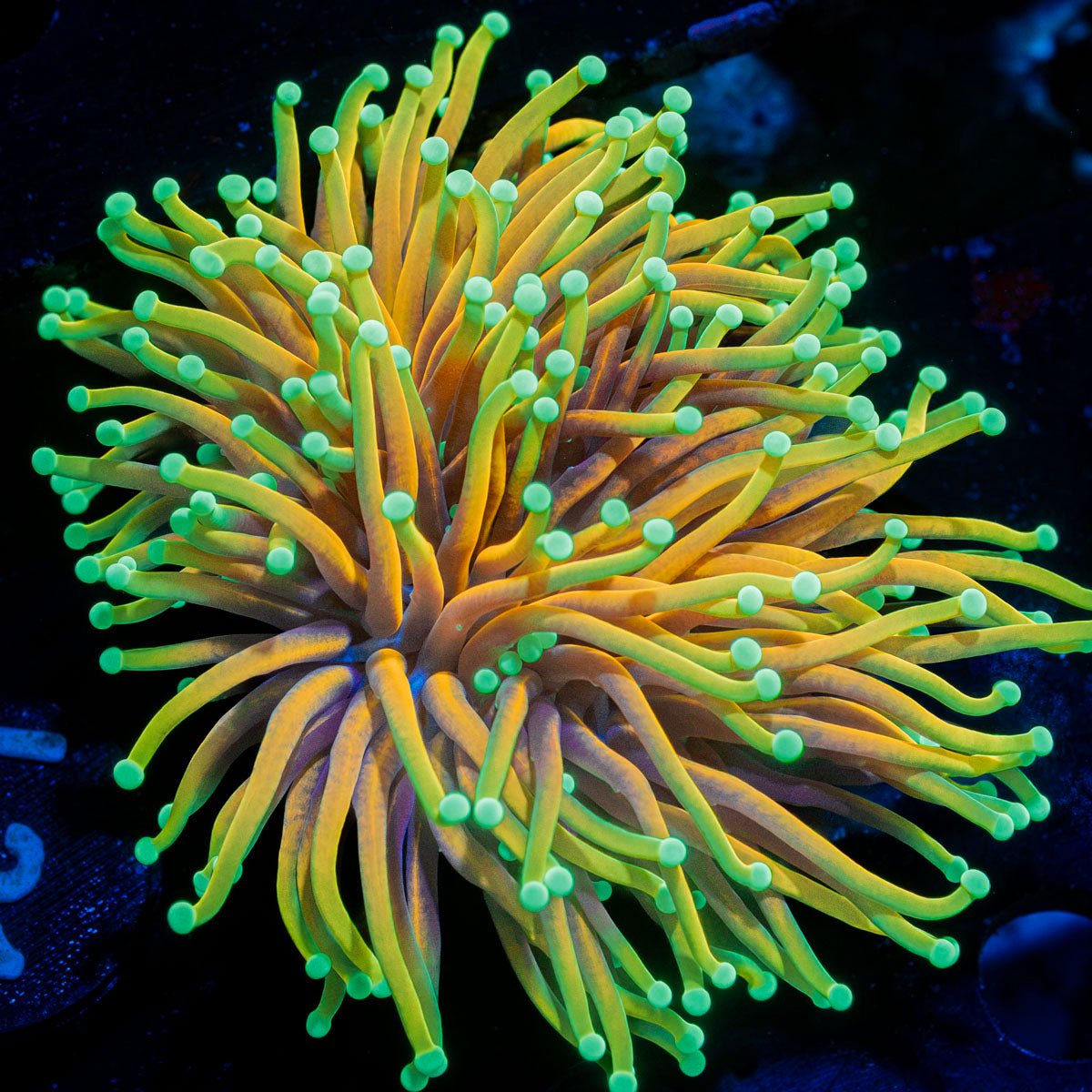 Hellfire Torch Euphyllia Coral with flowing tentacles in reef aquarium
