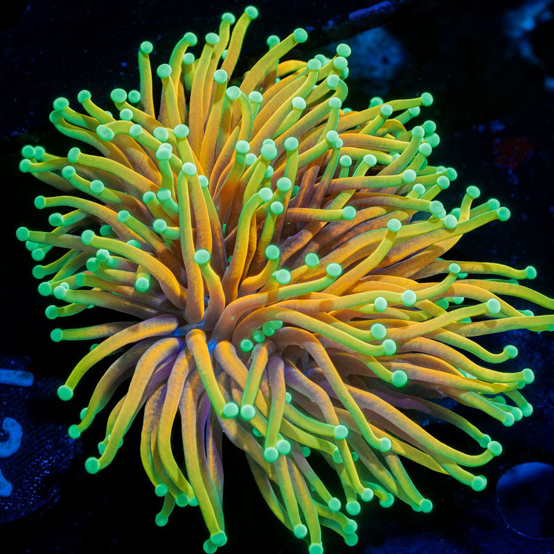 Hellfire Torch Euphyllia Coral with flowing tentacles in reef aquarium