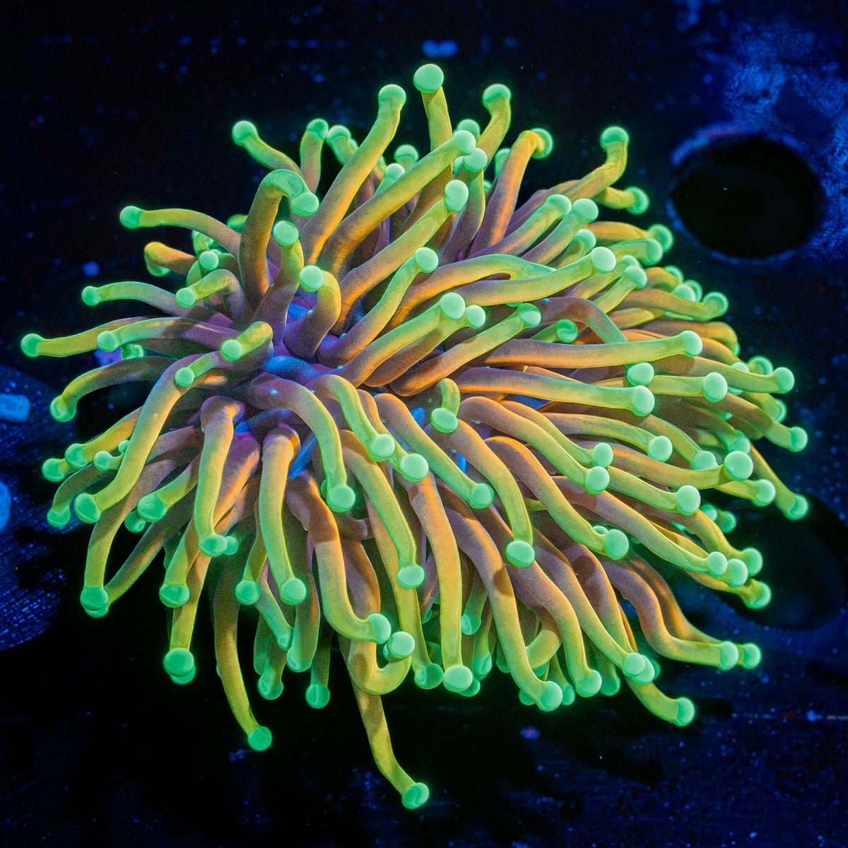 Hellfire Torch Euphyllia Coral with flowing tentacles in reef aquarium