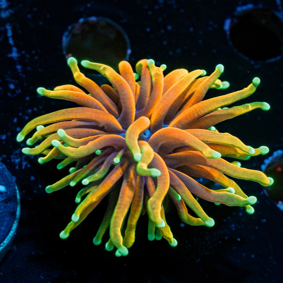 Hellfire Torch Euphyllia Coral with flowing tentacles in reef aquarium