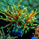Hellfire Torch Euphylliua Coral