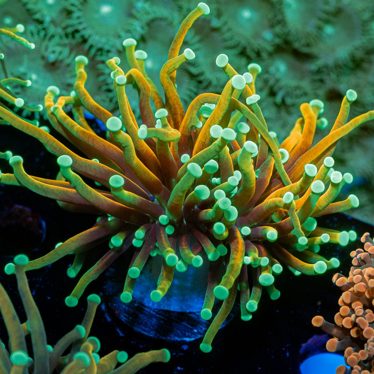 Hellfire Torch Euphylliua Coral