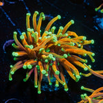 Hellfire Torch Euphylliua Coral