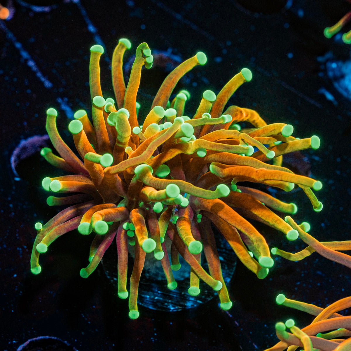 Hellfire Torch Euphylliua Coral