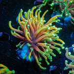 Hellfire Torch Euphylliua Coral