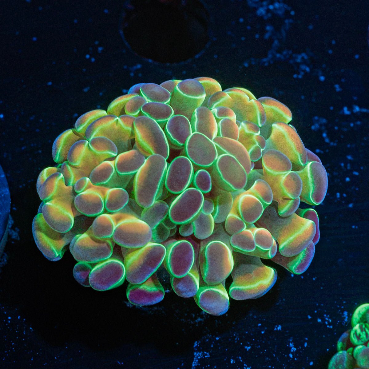 Hologram Hammer Coral with branching fleshy heads in reef aquarium