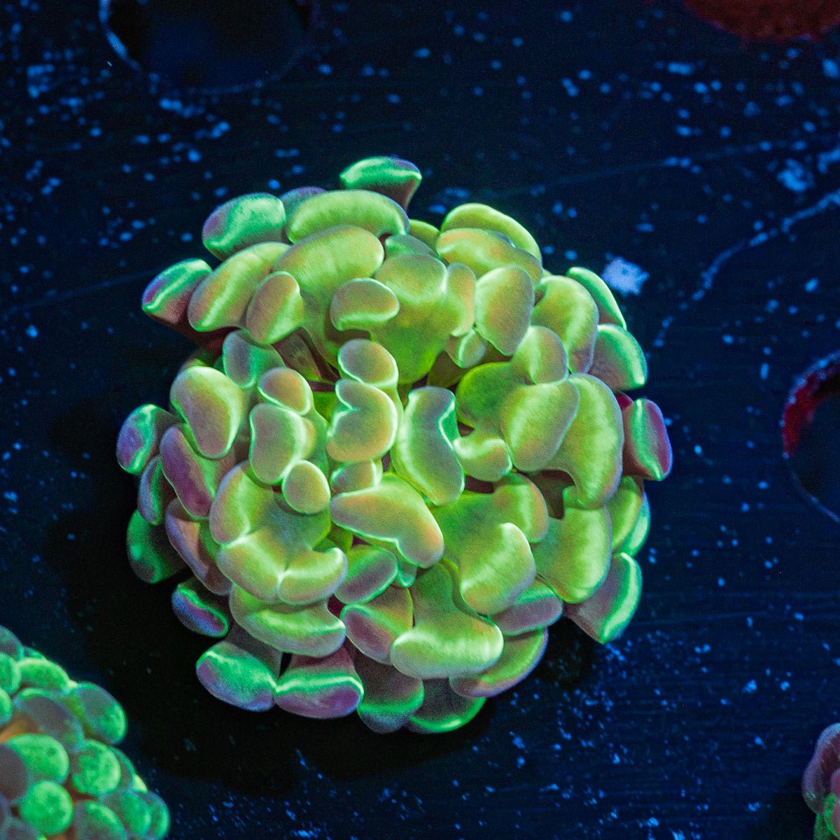 Hologram Hammer Coral with branching fleshy heads in reef aquarium